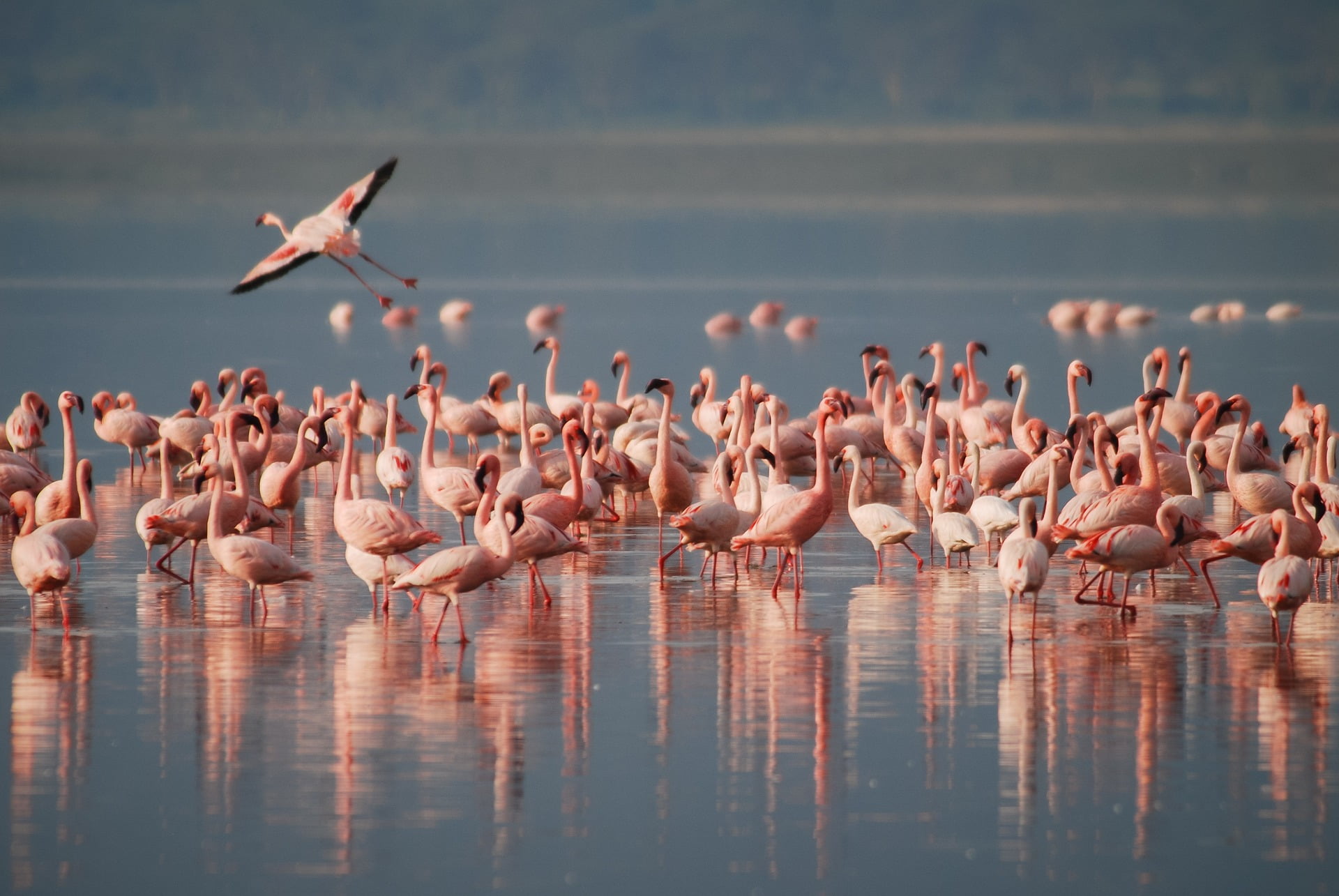 flamingos 1099071 1920