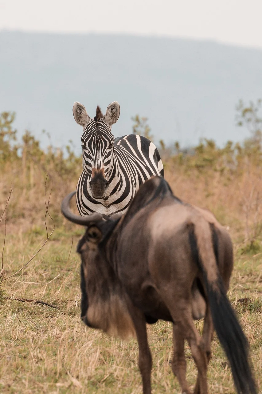 Home 2 a zebra standing in a field