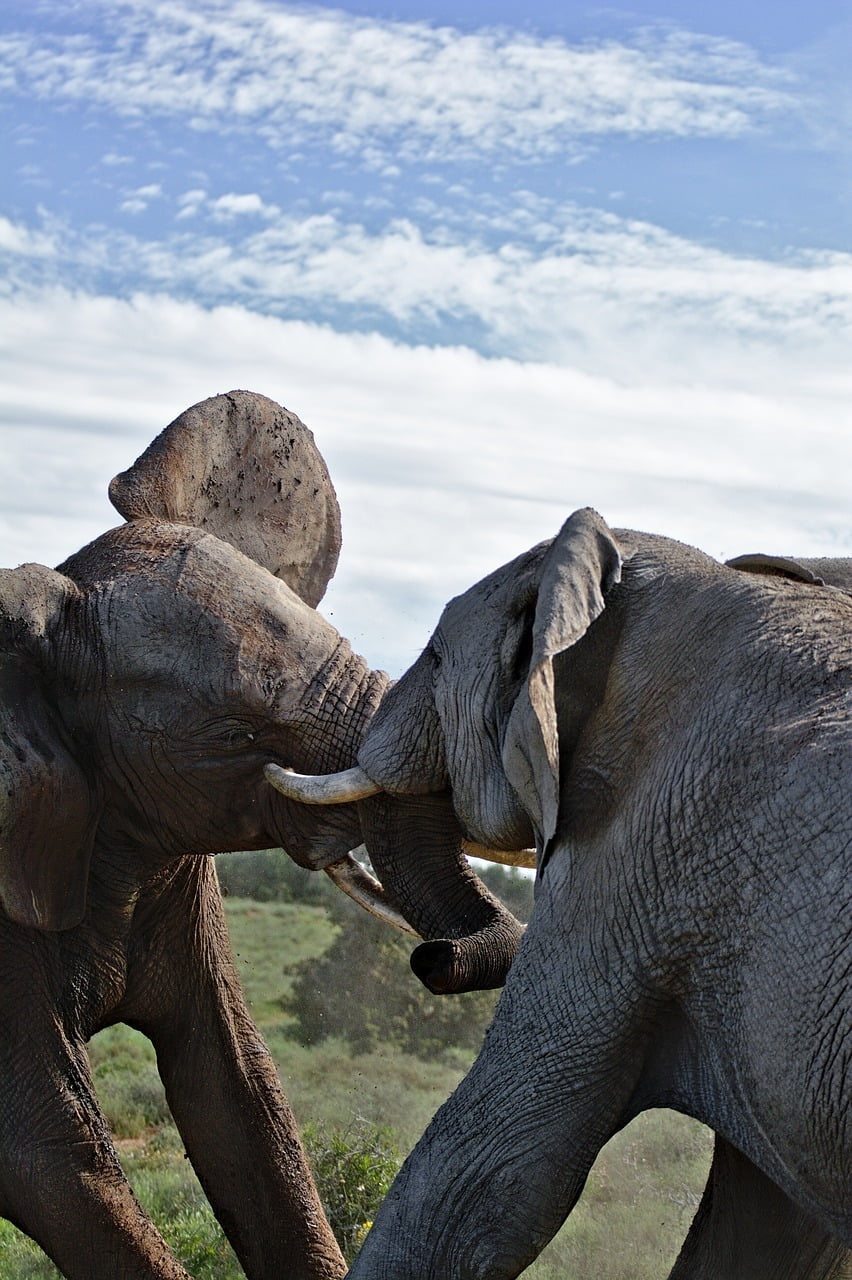 Safaris 26 g115fa40b28a18850b79287b950d257e076c73910ec0aeed2adf0475ed374299f7189213e2c83cdf9b9fb00ea4be857af72988cd3aa3e37e2fe2145745c0f96bd_1280-3555882.jpg