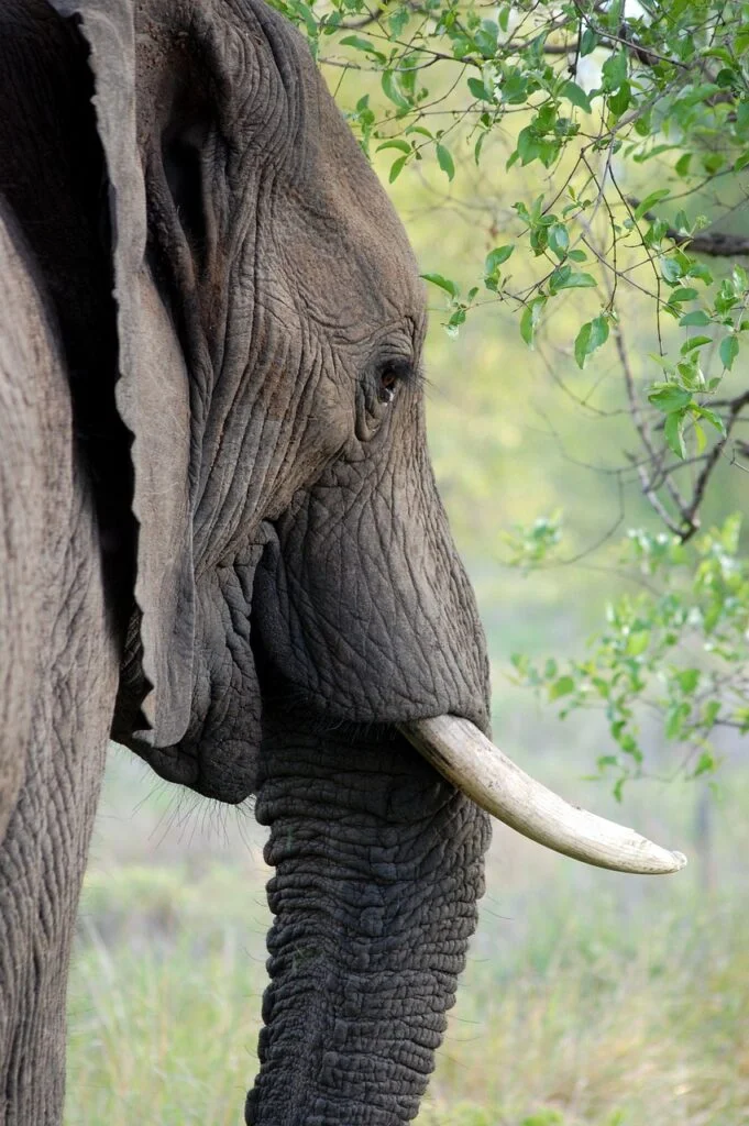 Why Tanzania Should Be Your Next Travel Destination 1 g2c578170f74d173c75bf009a4643814772799f1a3e757b32c5e210aebcdd2f05b18ccbd06009257c2ad3709e8895e3ea_1280-419613.jpg