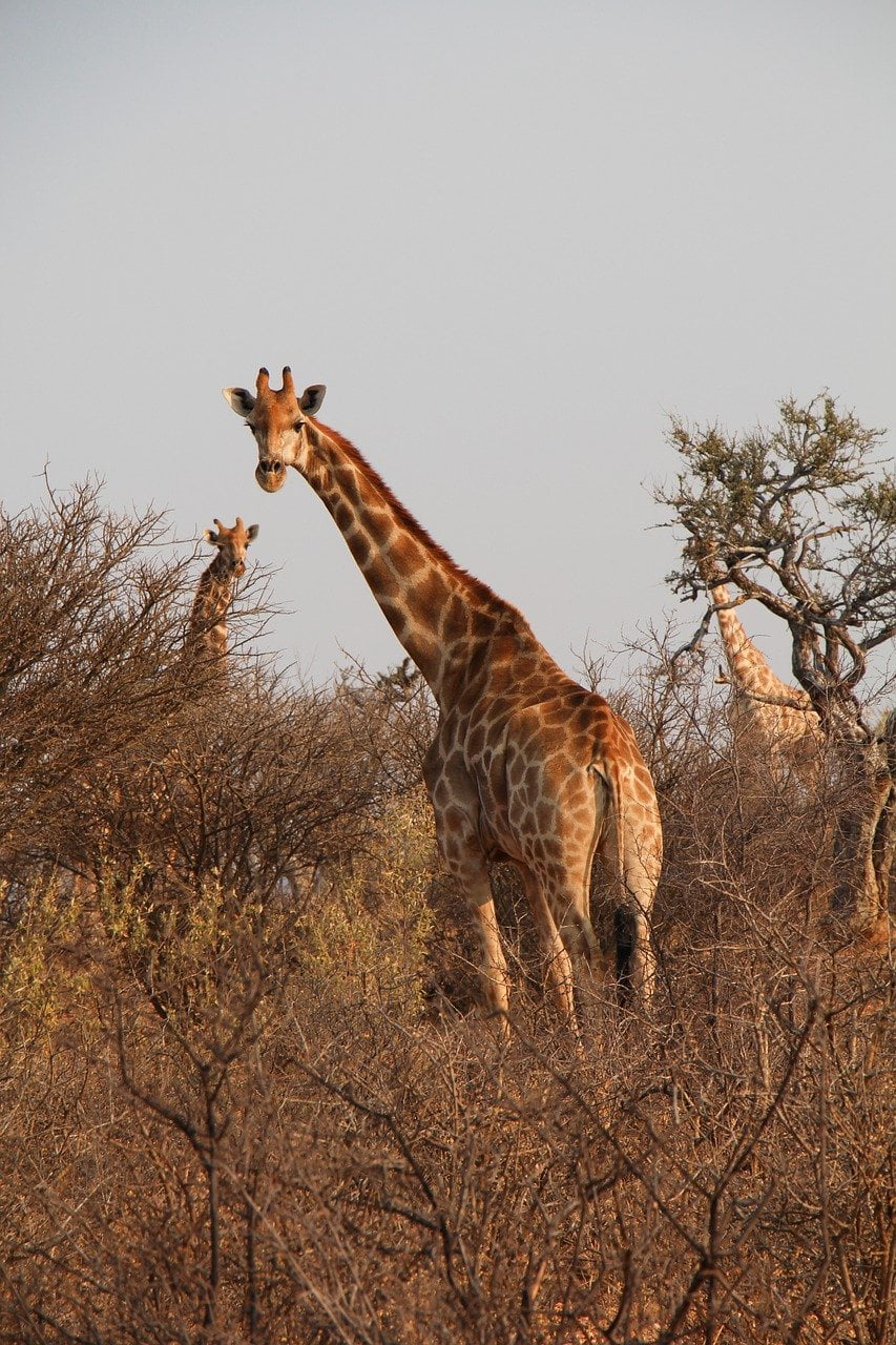 Safaris 48 g4a513aa40d14a156697419597829d38197e7d8adc112f980f569e0c29a1c901d5e17309437b8cff2610566d4ca9379fbbba343b9e329d5d59751a9be62c84734_1280-8047856.jpg