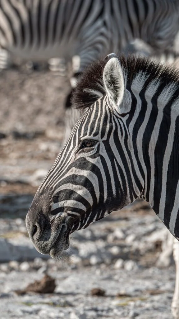 Why Tanzania Should Be Your Next Travel Destination 2 g6291289bbc095122116858d5921fc3091bf7ffc547b8fa269817f841096b137f15716a284e342366b1ffc02f03d16b8cdd214b5097b6cc3cff324669368c956a_1280-8023066.jpg