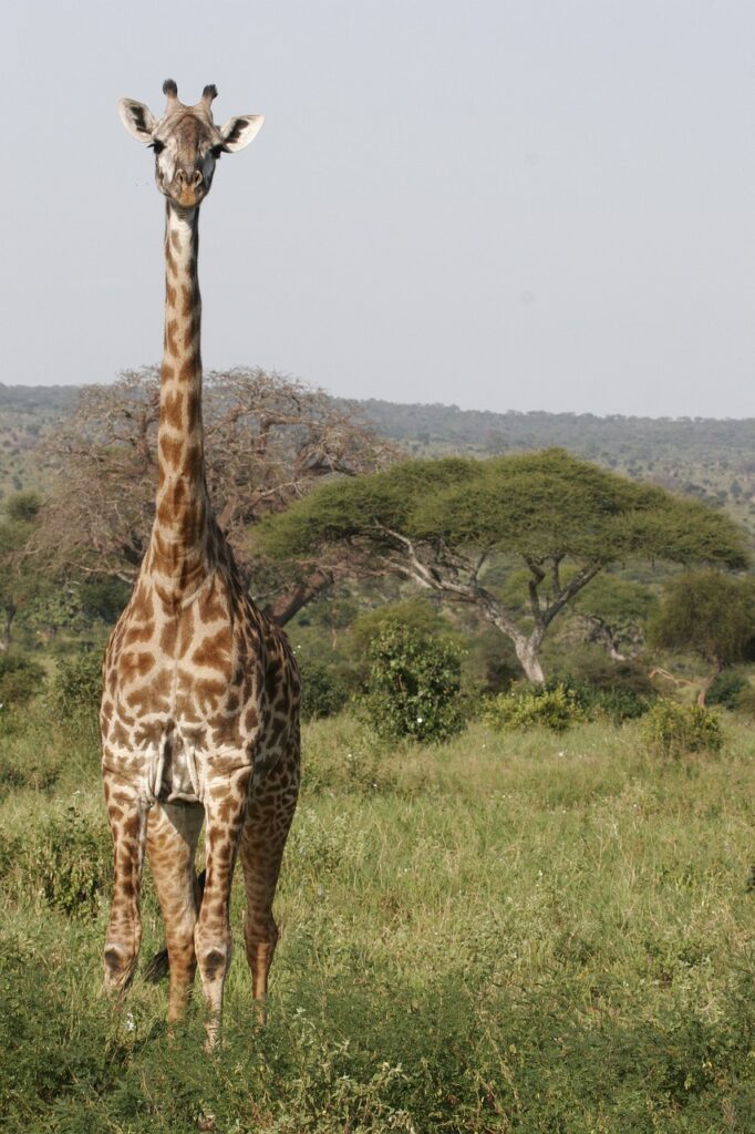 Beyond the Summit: Combining Mountain Trekking with Safari Adventures in Tanzania 1 gd19f0a38f01cdad6adaf98c3ffcbf234713702e381fa28833d8d82743e3da10369fbe33ec15c818b6020637533e5b93ca9379646a7a646619080d7c0b3ef1ca5_1280-3426502.jpg
