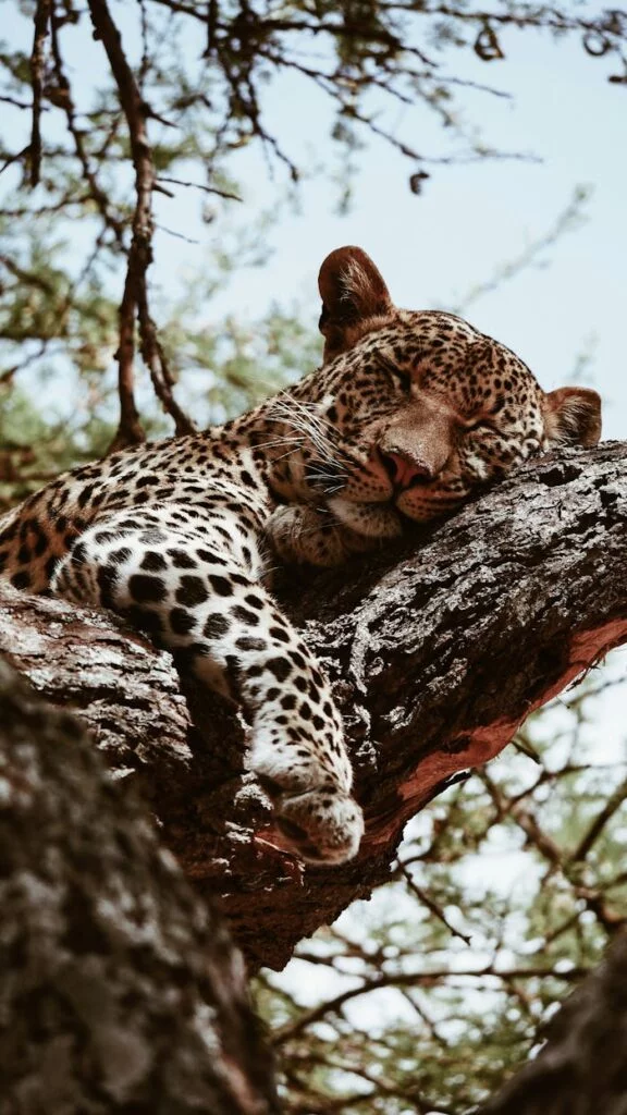 Spotting the Elusive Leopard: Tanzania’s Stealthy Predator 2 pexels-photo-20792099-20792099.jpg