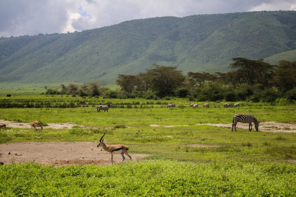 Ngorongoro Crater: A Natural Wonderland in Tanzania 40 pexels-photo-20847562-20847562.jpg