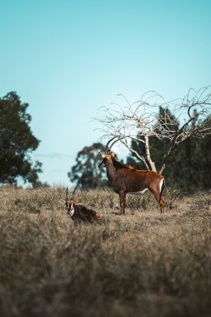 Safaris 49 pexels-photo-5213953-5213953.jpg