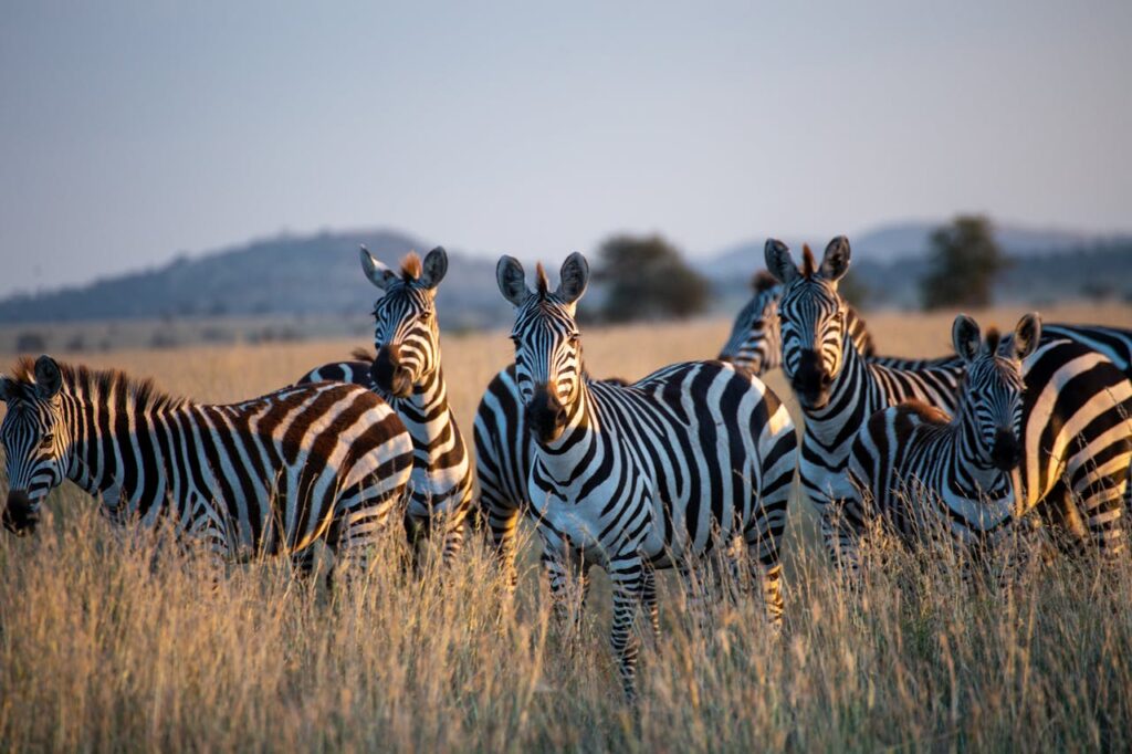 Zebra Wonders: Tanzania’s Striped Beauties 2 pexels-photo-7001092-7001092.jpg