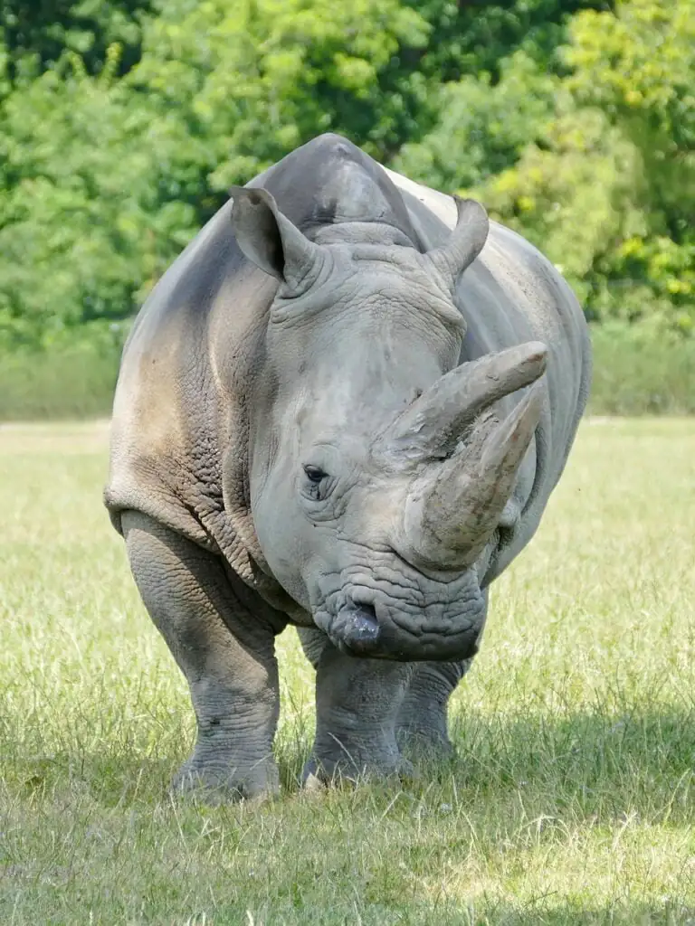 Protecting the Majestic Rhino: Conservation Efforts in Tanzania 2 g9c286a99d87521b8d12713d3f8e925d1423fb453efd0f52c1347acca51739fbabd1494e90bf90848ac338b17d0c13f28860044e5d6c28c1eb789b2edbe8611e1_1280-4520317.jpg