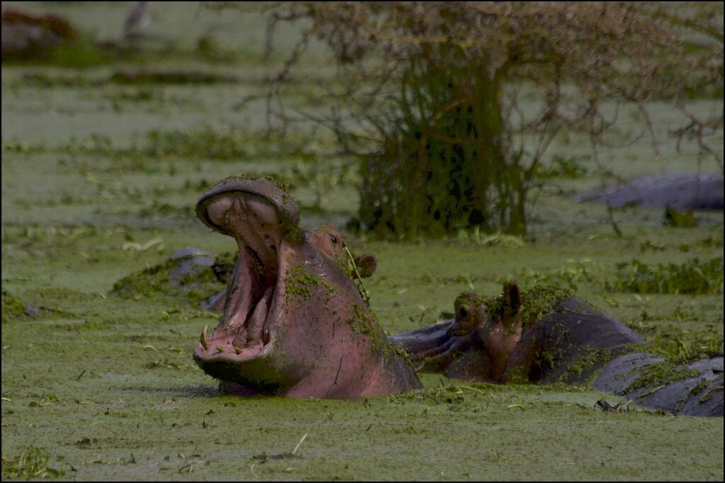 Discover Katavi National Park: Tanzania’s Untouched Wilderness 2 gedf95b629e7bb2a31b306baee1d17d741056963008454450bedb2361714004aa6351cfd6f4ad282d588287ec7796d6004e2bbf6a65118ca16783bd372ad4384b_1280-4894282.jpg