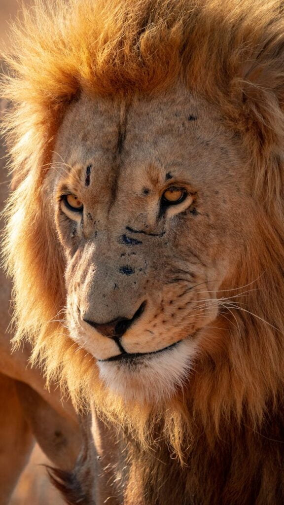 Tanzanian Wildlife in Cultural Context: Symbolism and Beliefs 3 pexels-photo-12756544-12756544.jpg