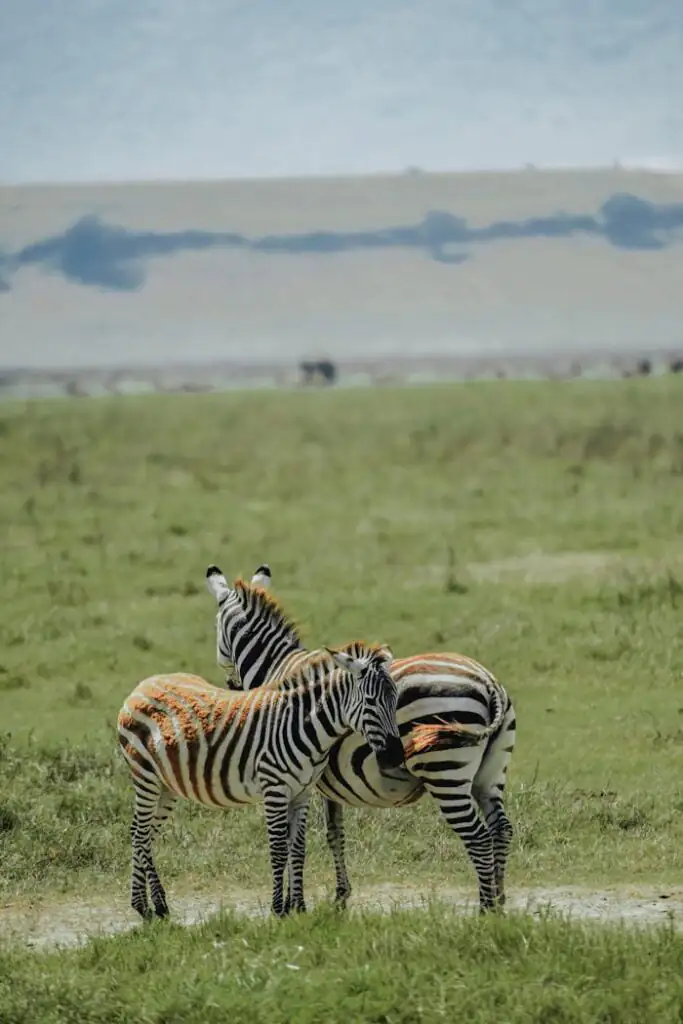 Tanzania with the Family: Memories in the Making for All Ages 1 pexels-photo-26964841-26964841.jpg