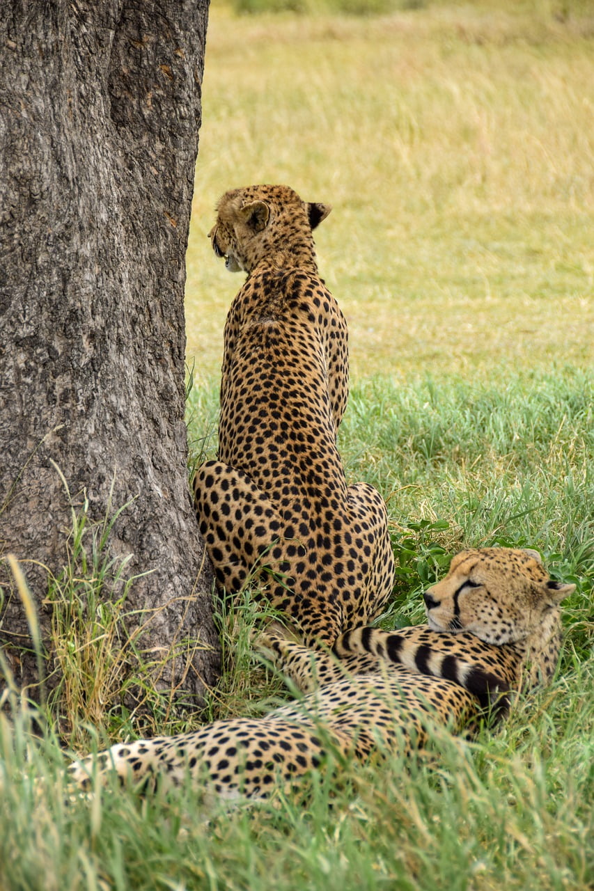 The Green Season: Why You Should Consider a Safari During Africa’s Rainy Months 2 g15b0d8418317deb00f67ee26ada4811b88c61ebaad71f8ab1eb2f5d4f5b0041208dd7d10289d164aba79c42c77fde85fa974b429e176bb2719002645d4570d33_1280-4389435.jpg