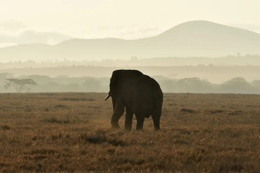 Tanzanian Wildlife in Cultural Context: Symbolism and Beliefs 4 g2072cc5d66581a42e2ada9a8bfc5eecc0aadf4ac86bd3d4b18f7c8cc4b2398ffb960166c4b8651dfb6090a33844d6e0e9deefd5c6bfa63fe1400c90fed55a4d1_1280-7253752.jpg