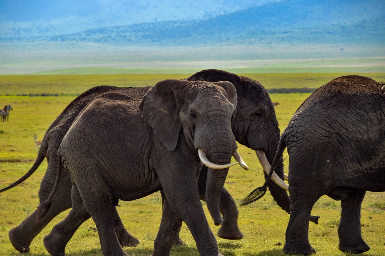 Safaris 30 g7d7913f0fe3afac51570058d23e0eff11175c9d0e9160acb11d6a42950d81f345607aeac2478ae6f6c178942c43810cb7403890915ab66a24eab6d757eebe4c4_1280-4389434.jpg