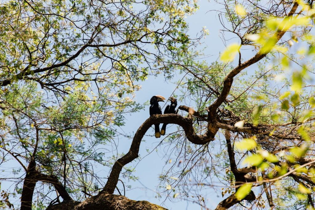Discover Ruaha National Park: Tanzania’s Hidden Safari Gem 2 pexels-photo-3794756-3794756.jpg