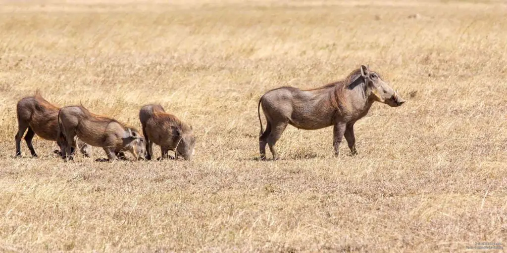 Warthog Wonders: Tanzania’s Spirited Grazers 1 00 5 Fascinating Facts About the Incredible Warthog BW header1200px