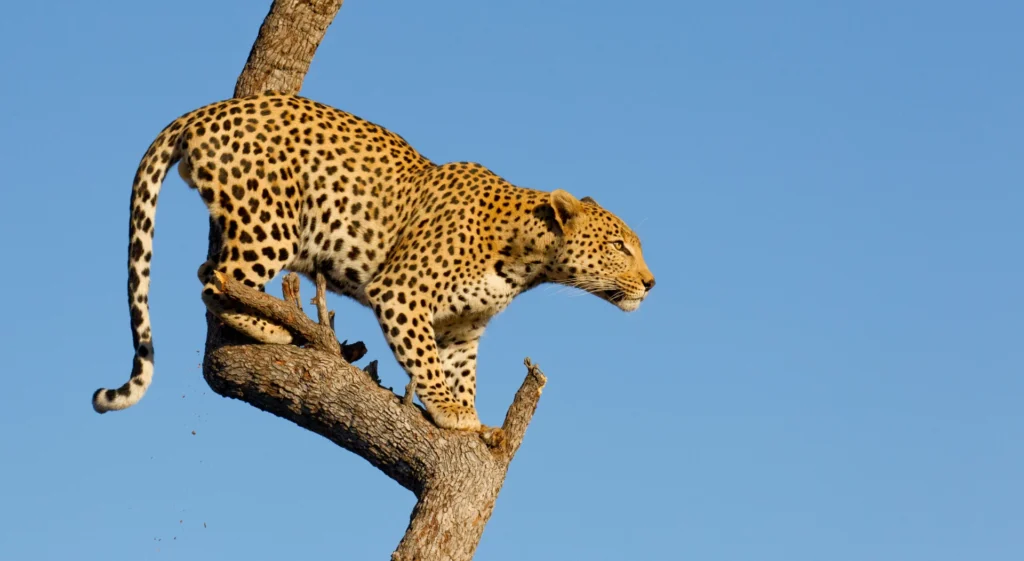 Spotting the Elusive Leopard: Tanzania’s Stealthy Predator 1 63e12125aa1ae06e8d8fb185 20230203 why its a bad idea to climb trees in tanzania