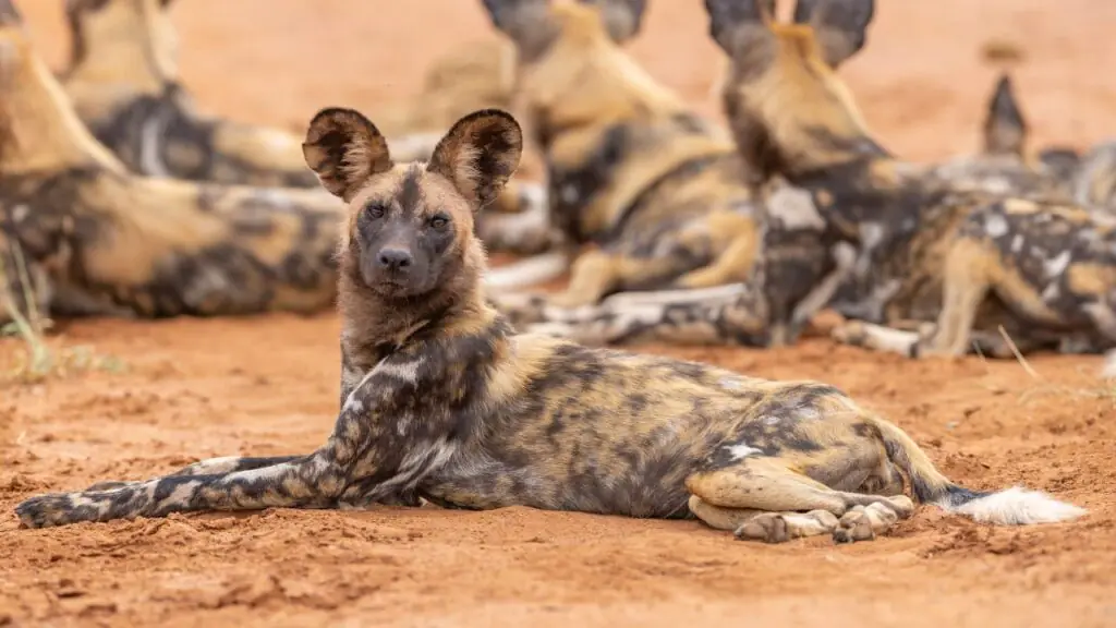 African Painted Dog Diet: Secrets to Their Survival
