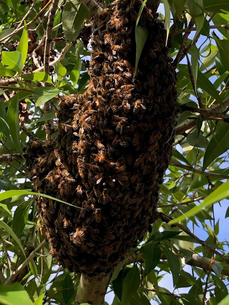 Exploring Local Beekeeping Practices: From Hive to Honey in Tanzania 3 Bee Swarm Credit Lisa Mason web