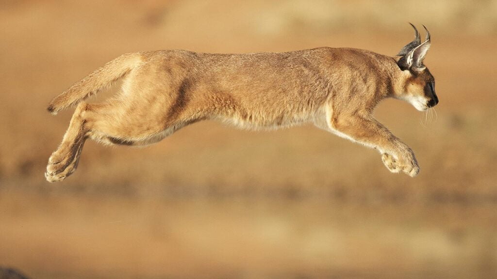 Spot the Sleek Caracal: Tanzania’s Elusive Feline Gem 2 Caracals in Uganda