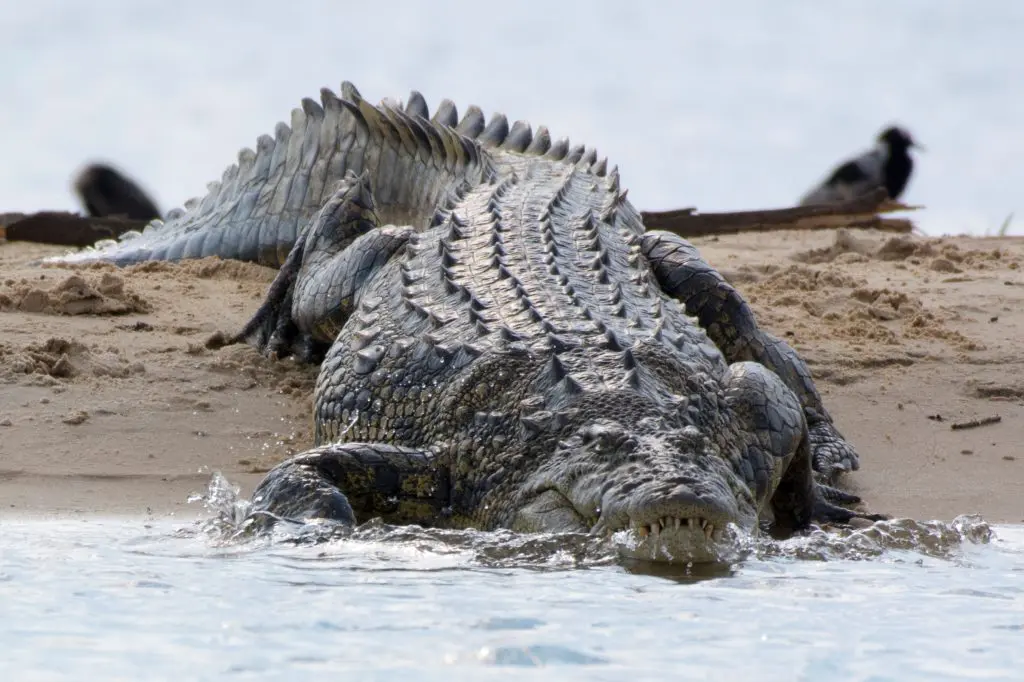 Encounter the Mighty African Crocodile: Tanzania’s Ancient Predator 1 Crocodile Zambesi 5a 2 scaled.jpg