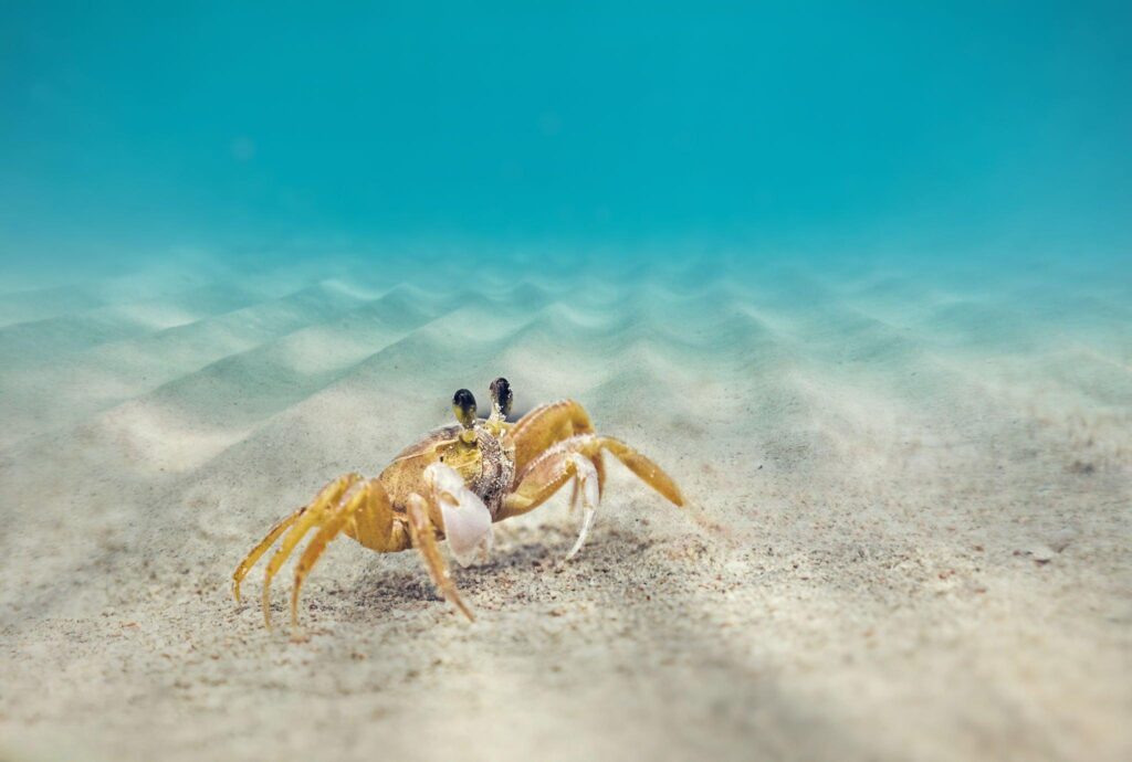 Fungu Yasini: Exploring Tanzania’s Secluded Marine Sanctuary 2 Fungu Yasin Sand Bar Crab