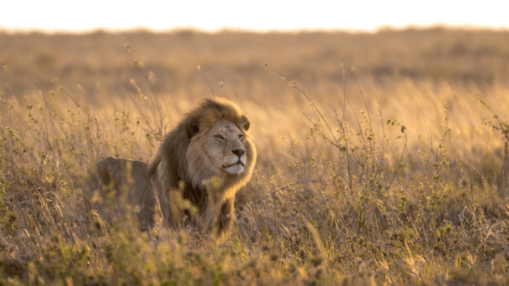 The Science Behind African Wildlife: Fascinating Animal Behaviors You’ll Witness on Safari 1 Horizontal One large adult male Lion standing alert in the soft morning light in the Serengeti Tanzania