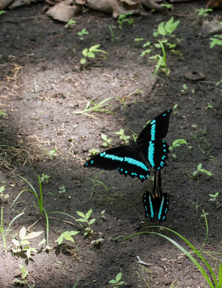 Tanzania’s Unique Insect Life: A Guide to Butterfly and Bug Watching 2 IMG 2126
