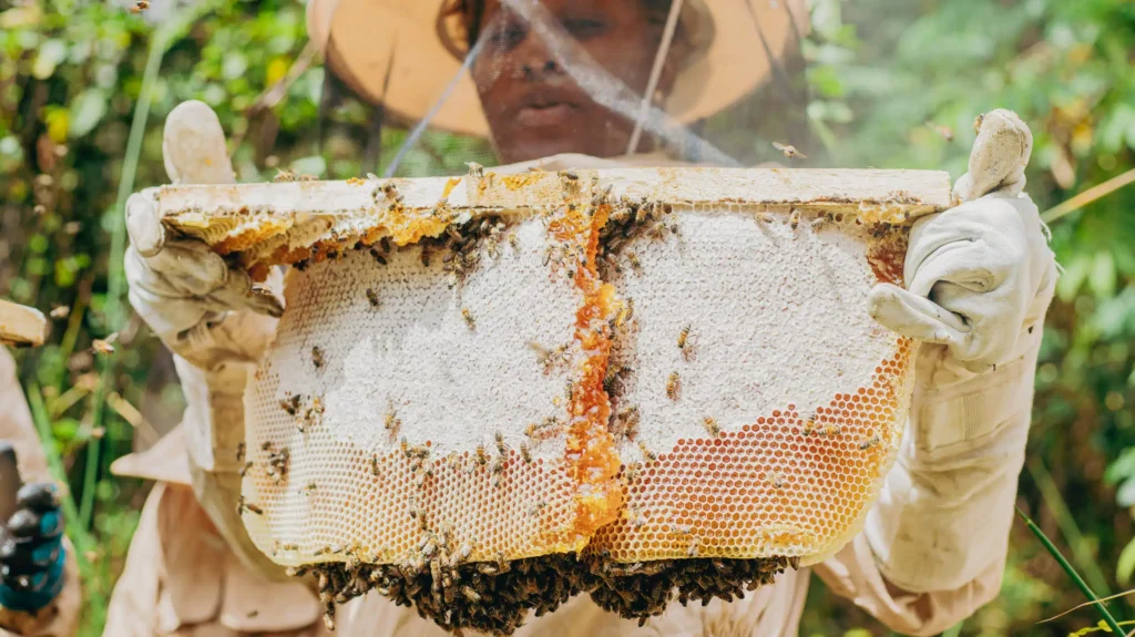 Exploring Local Beekeeping Practices: From Hive to Honey in Tanzania 1 IMG 5932 scaled 1