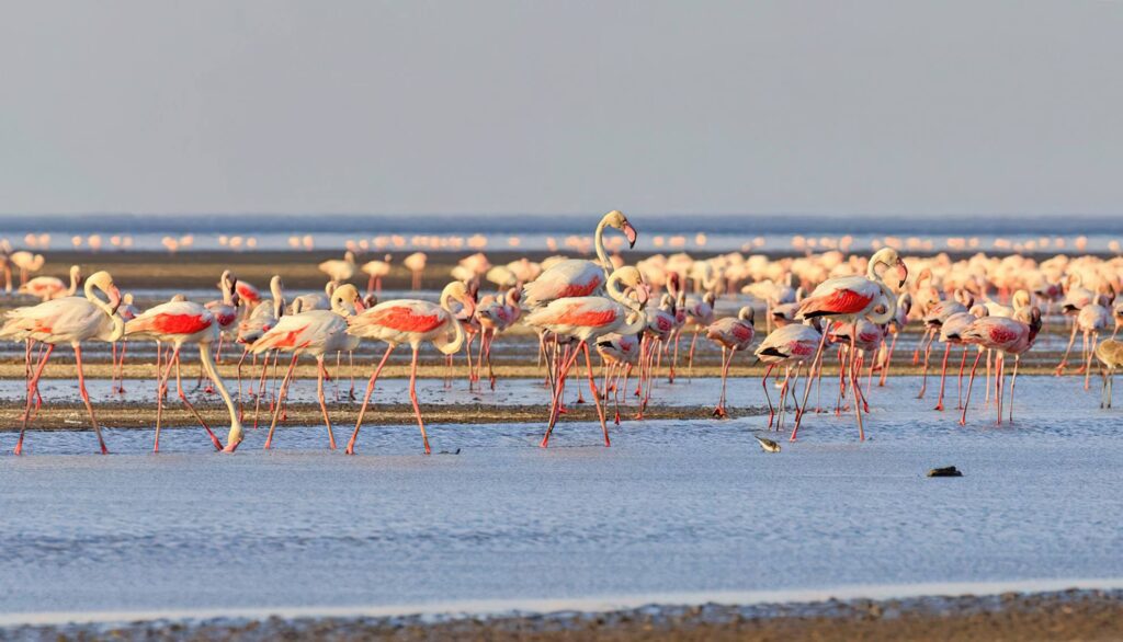 Discover Lake Natron: Tanzania’s Mysterious Alkaline Wonderland 2 Lesser Flamingos Lake Natron 01