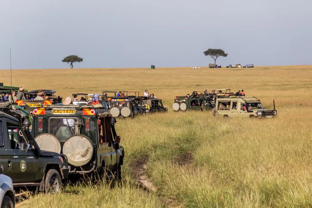 7-Days Zanzibar Island & Safari 1 Masai Mara National Reserve Traffic 7