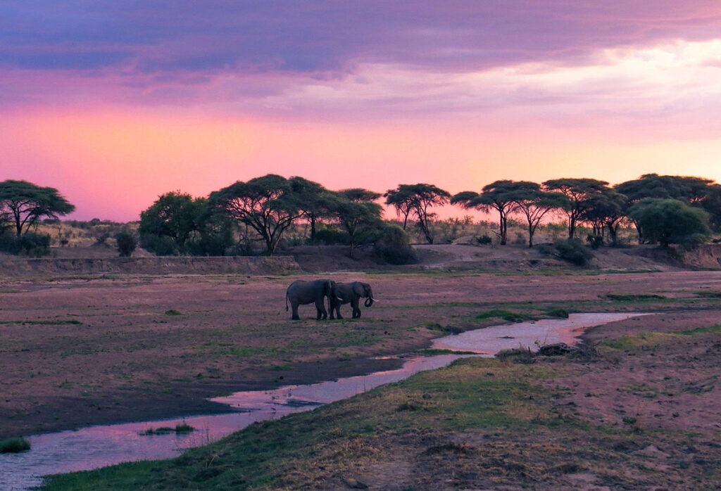 Discover Ruaha National Park: Tanzania’s Hidden Safari Gem 9 Purple On The River e1727250293653