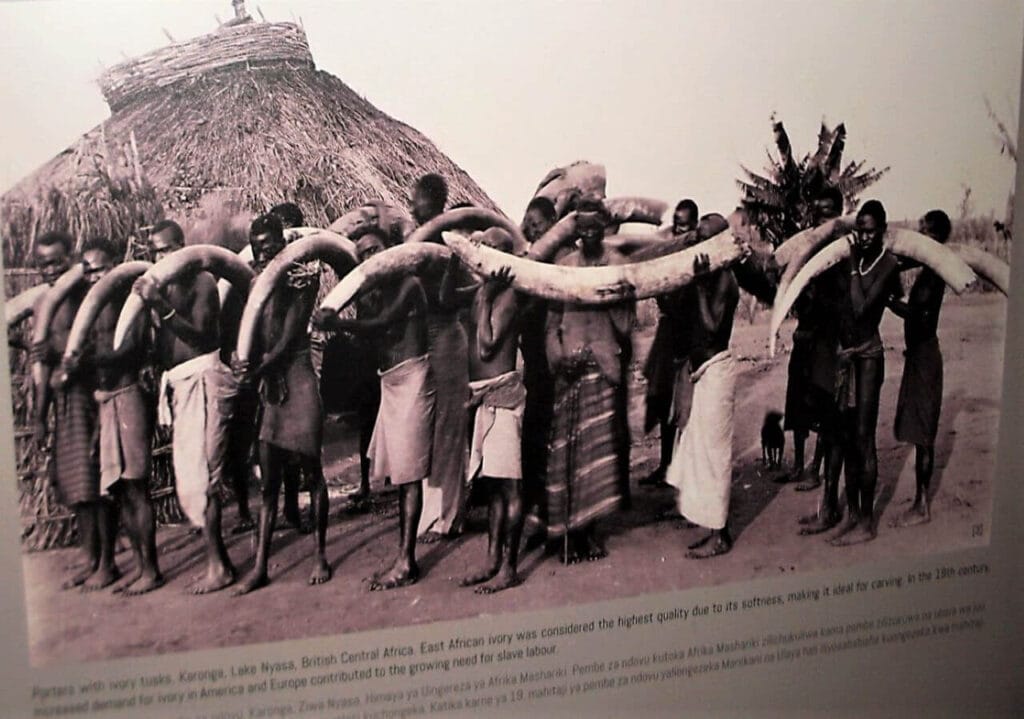 The History of the Slave Trade in Zanzibar: A Sobering Visit to the Old Slave Market 3 Slaves carry ivory