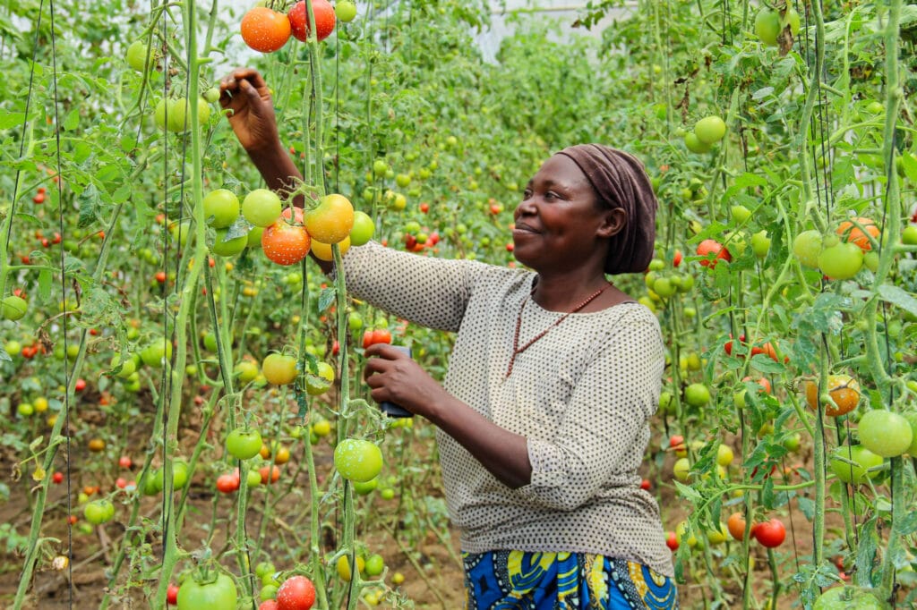 From Farm to Table: Experiencing Tanzania’s Culinary Journey 1 UNDP Uganda 2018 Greenhouse Singles 01