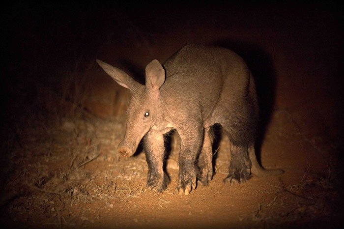 aardvark