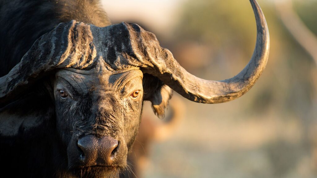 The Mighty African Buffalo: Tanzania’s Resilient Icon 1 buffalo katavi