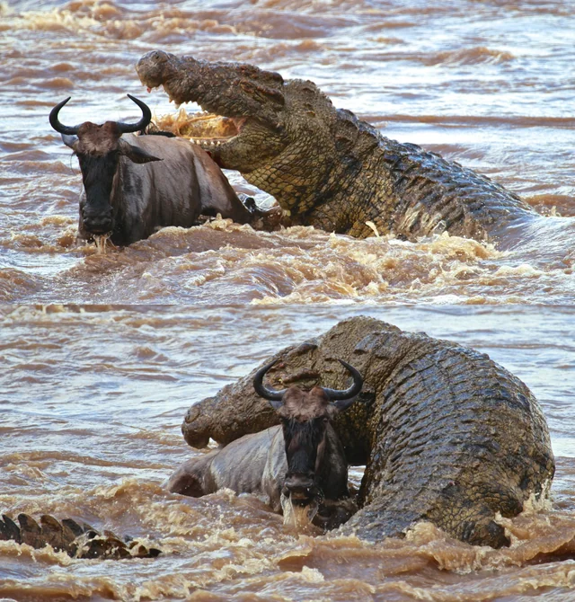 Encounter the Mighty African Crocodile: Tanzania’s Ancient Predator 2 bull nile crocodiles get huge v0 371i2a833tqa1