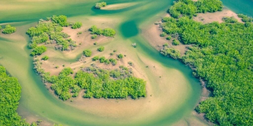 Exploring Tanzania’s Mangroves: A Hidden Coastal Treasure 1 curioso photography OOiygaquXZs unsplash 1080x540 1