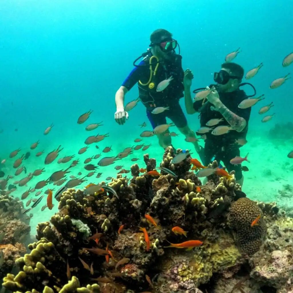 Diving in Zanzibar: The Best Reefs, Wrecks, and Marine Life to Explore 1 ddiversfish uai 1200x1200 1