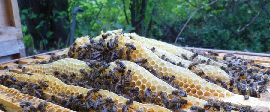 Exploring Local Beekeeping Practices: From Hive to Honey in Tanzania 4 ffee2447b152494b43d9816faaea83c8 XL