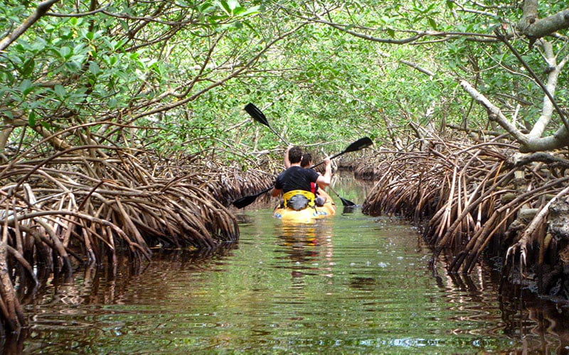 Exploring Tanzania’s Mangroves: A Hidden Coastal Treasure 3 forest chwaka bay 6