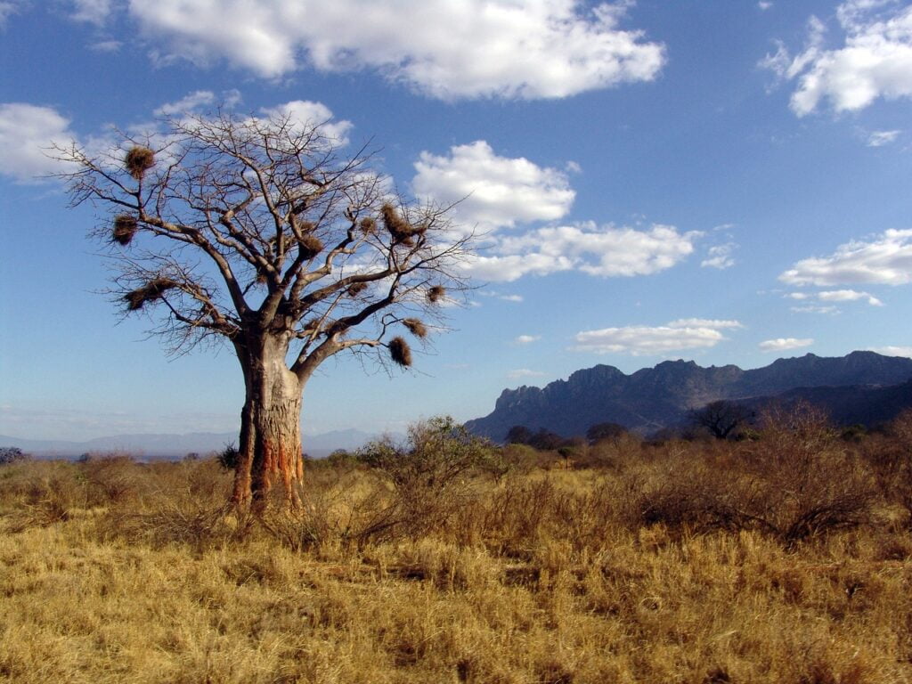 baobab, baobab tree, africa