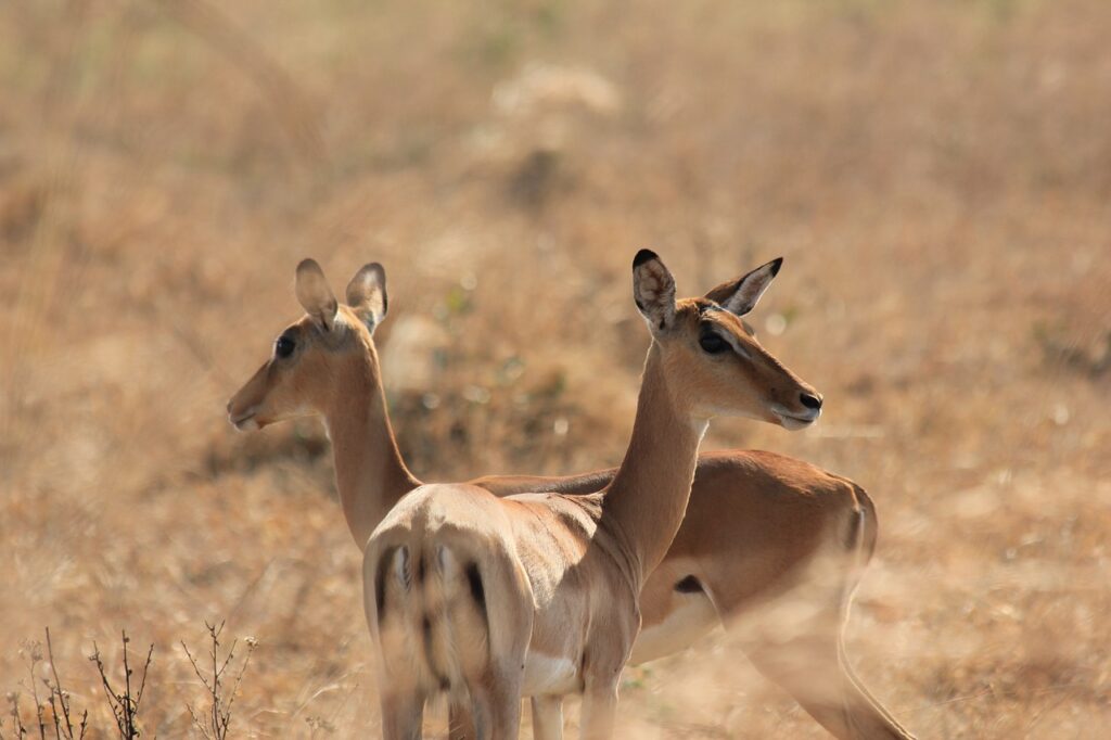 Discover Mikumi National Park: Tanzania’s Serengeti on a Smaller Scale 18 deer, bucks, ruminant