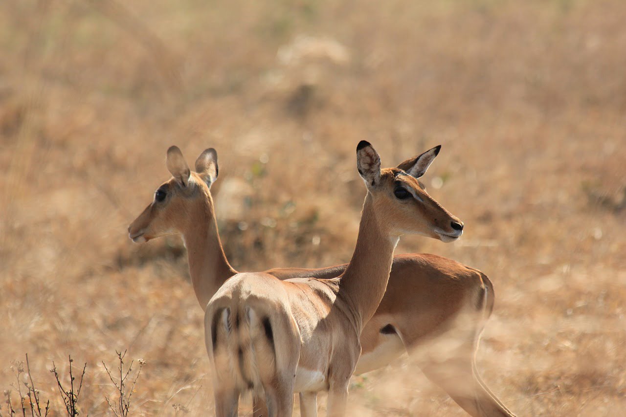 deer, bucks, ruminant