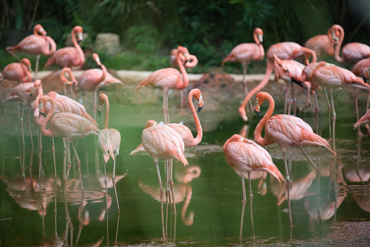 bird, flamingo, water