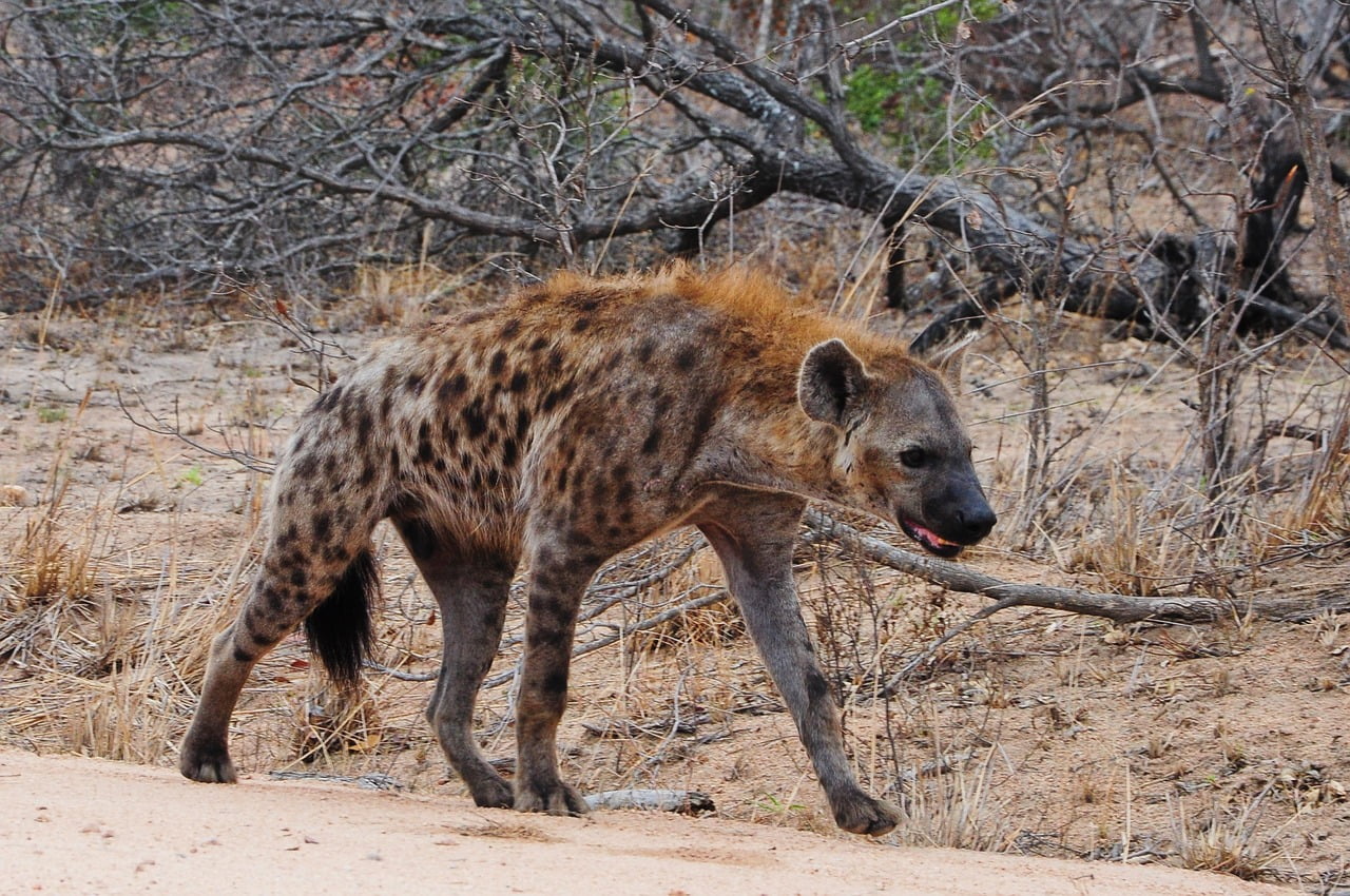 kruger, africa, hyena