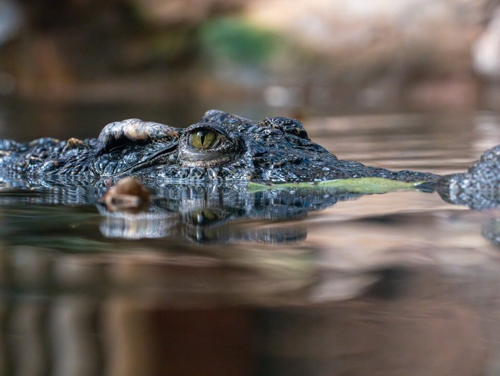 Encounter the Mighty African Crocodile: Tanzania’s Ancient Predator 1 siamese crocodile, crocodile, alligator