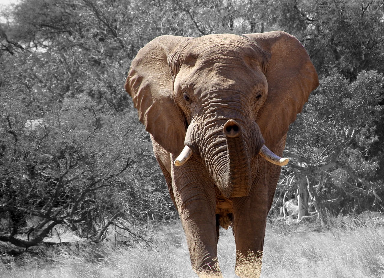 elephant, namibia, africa