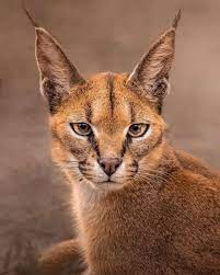 Spot the Sleek Caracal: Tanzania’s Elusive Feline Gem 1 images 8