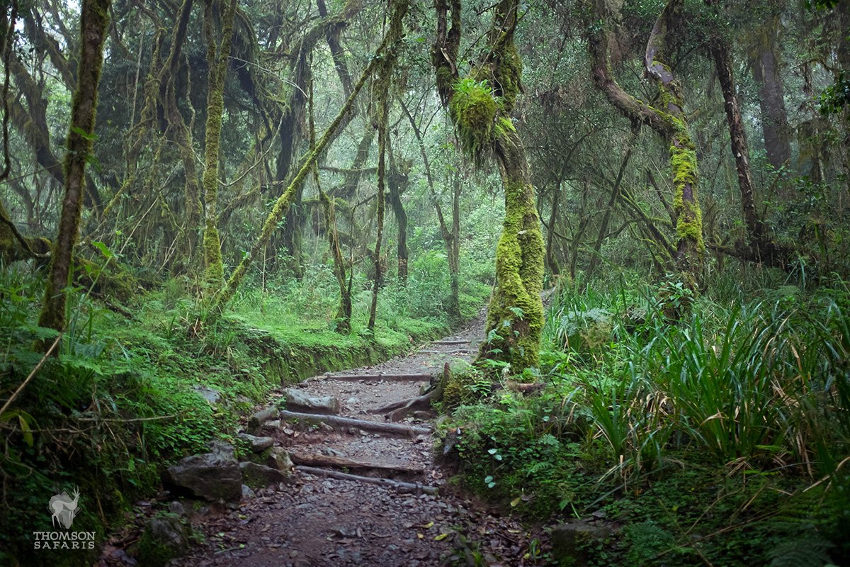 Under the Canopy: Exploring Tanzania’s Rainforests and Their Unique Ecosystems 1 kilimanjaro rainforest